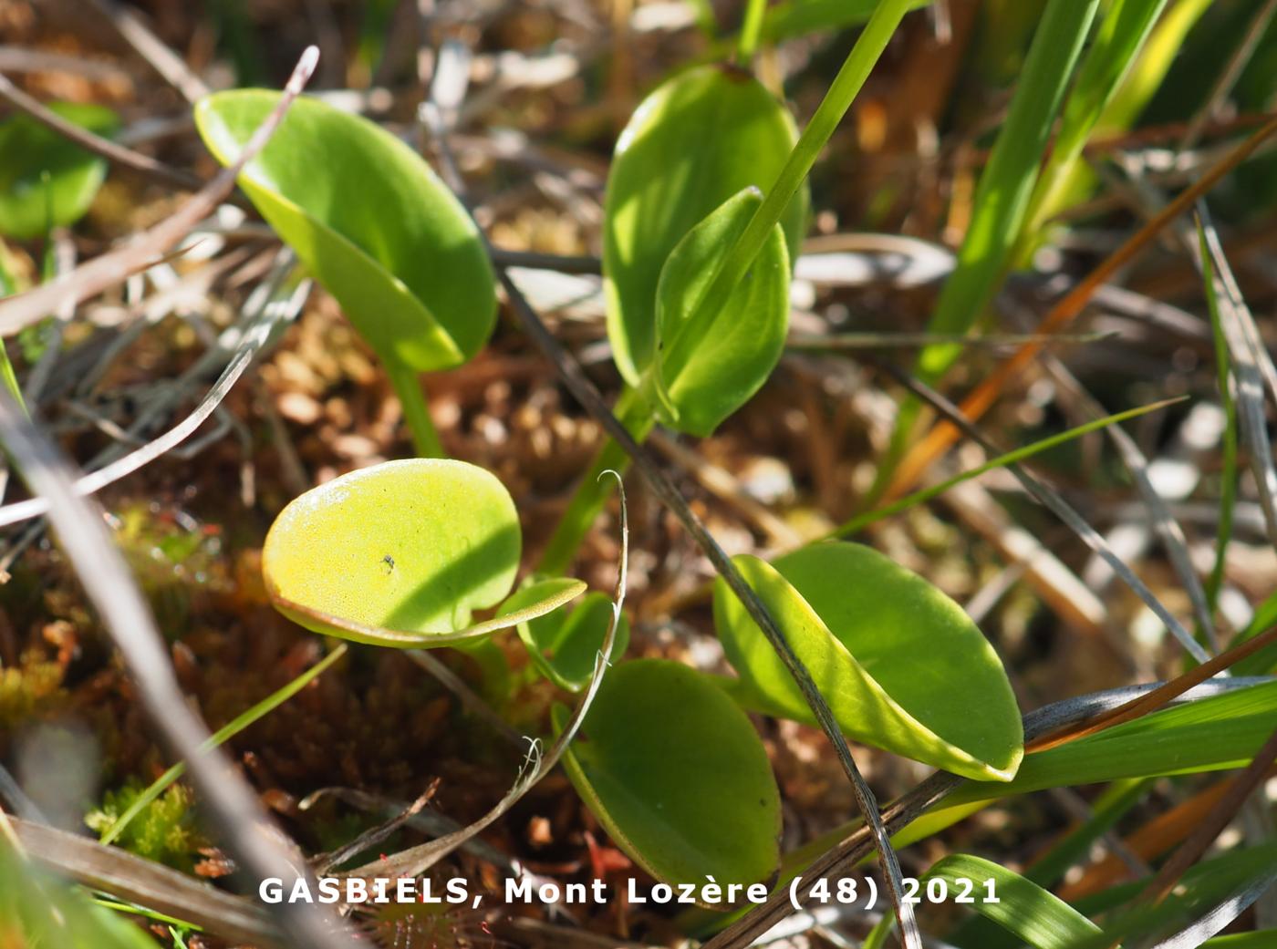 Grass of Parnassus leaf